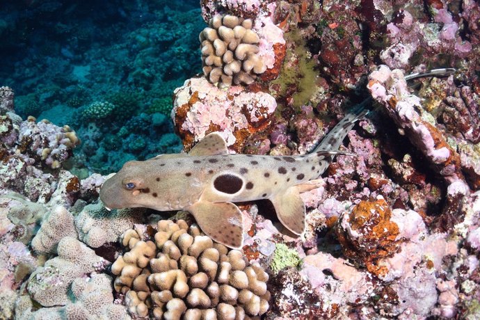 El tiburón charretera entra y sale del agua y se encuentra dentro de los arrecifes alrededor de la Gran Barrera de Coral del sur de Australia.