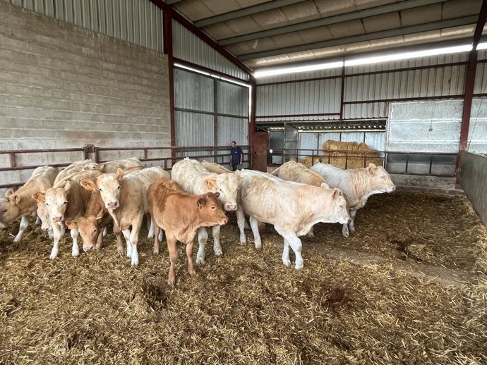 Cebadero de terneros en Salamanca.