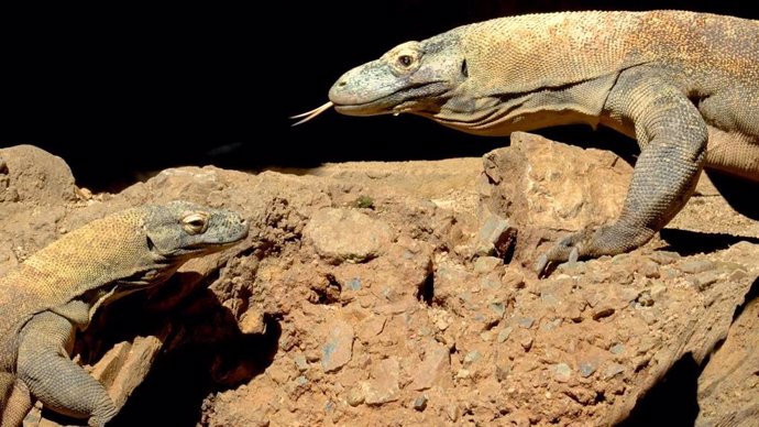 Ora, la hembra dragón de Komodo de Bioparc Fuengirola, pone doce huevos fruto de la cópula con el macho operado de cataratas hace unos meses