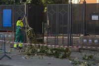 Cae un árbol en la plaza de Las Mercedarias de Sevilla capital coincidiendo con el comienzo de la tala del ficus