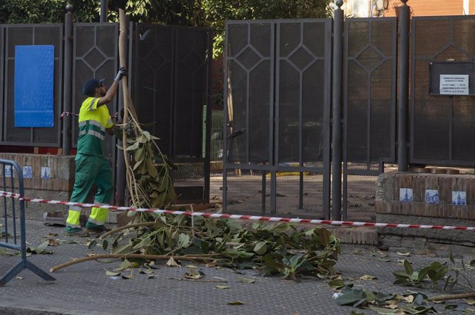 Un operario retira restos del ficus de San Jacinto