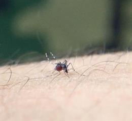 Archivo - Mosquito tigre asiático (Aedes albopictus) congestionado de sangre tomando su sangre en un brazo humano.