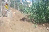 Investigan al propietario de una finca de mangos con lazos de acero contra los jabalíes en Granada