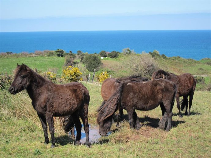 Archivo - Caballos asturcones