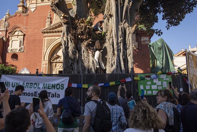 Protestas por la tala del ficus de San Jacinto