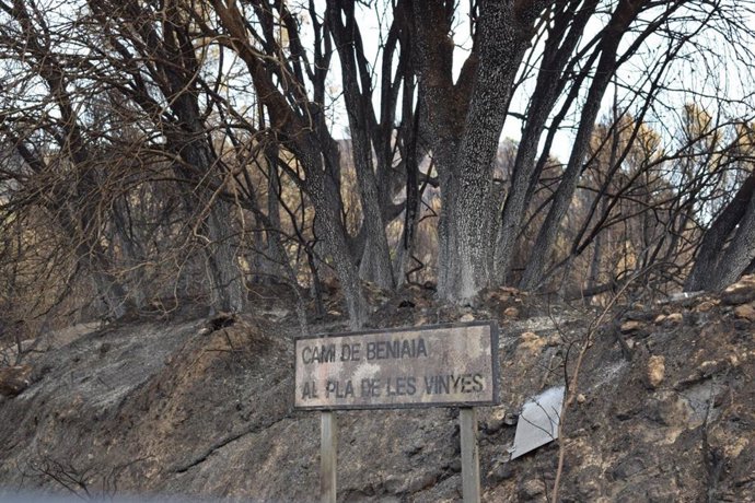 Vall de Alcal: Un islote en medio de un bosque reducido a cenizas en el interior de Alicante