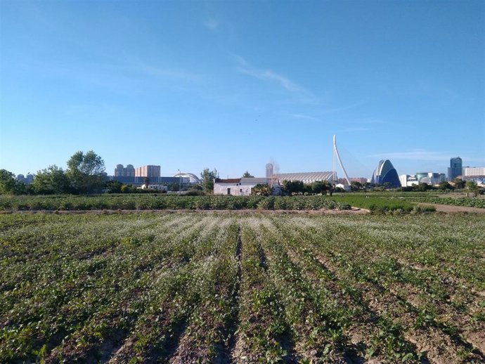 Archivo - Huerta de Valncia, en una imagen de archivo