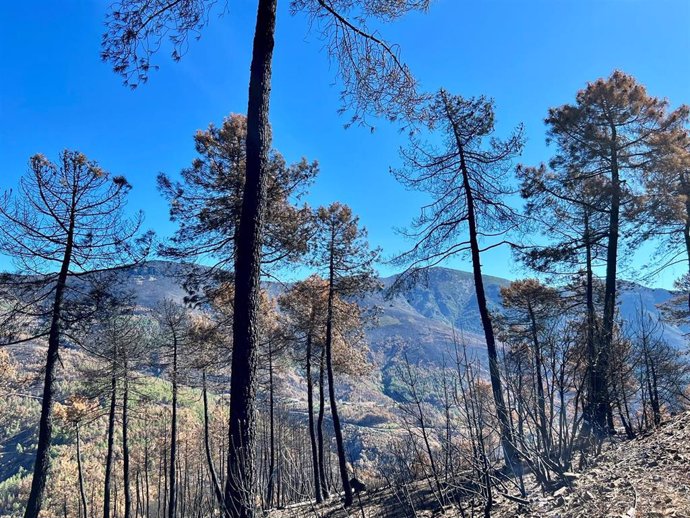 Zona quemada en los incendios en la comarca cacereña de Las Hurdes.