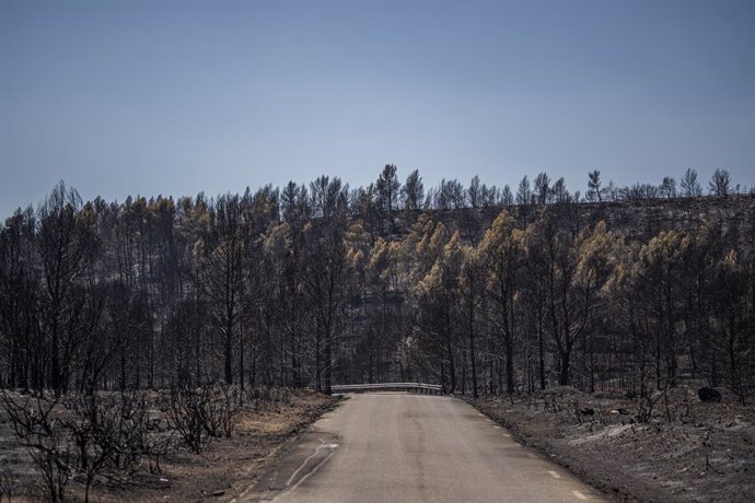 Árboles y vegetación calcinados, a 20 de agosto de 2022, en Bejís, Castellón, Comunidad Valenciana, (España).  La evolución del incendio forestal declarado el pasado lunes en la comarca del Alto Palancia ha entrado en una fase "crítica" por el viento, e
