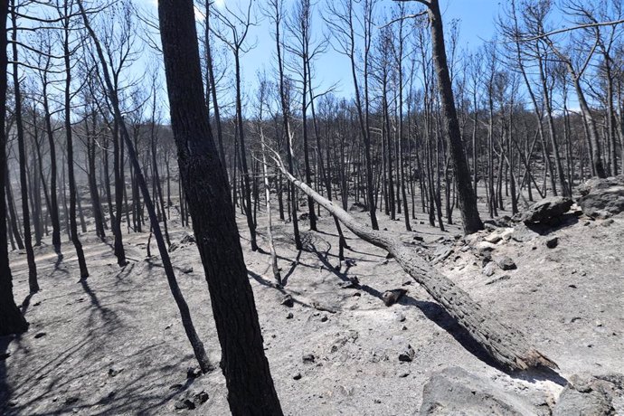 Terrenos afectados por el incendio declarado el pasado 13 de agosto en Añón de Moncayo (Zaragoza).