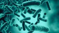 Un nuevo método detecta los microbios intestinales que contribuyen al cáncer o la obesidad