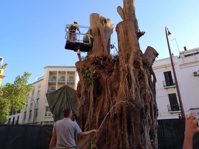 Los técnicos de Parques y Jardines han empezado a aplicar los primeros tratamientos de protección y mantenimiento del tronco del ficus de San Jacinto.