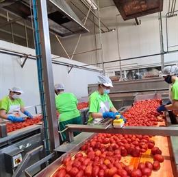 Archivo - Trabajadoras en una iagroindustria de tomate.