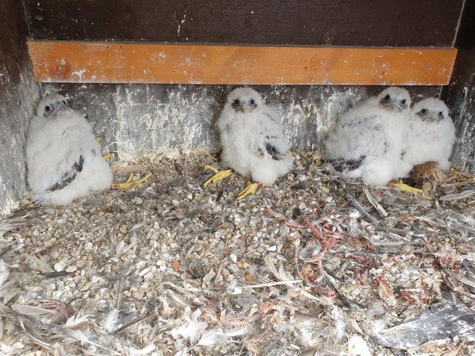 Pollets de falcó pelegrí