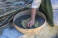 Montanuy (Huesca) pone en marcha un banco de semillas para preservar la herencia de sus cultivos tradicionales