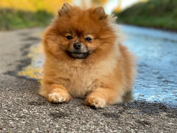 Archivo - Un perro spitz alemán.