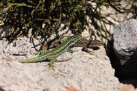 Casi 60 millones de años de calentamiento global y cambio climático dieron lugar a la era de los reptiles