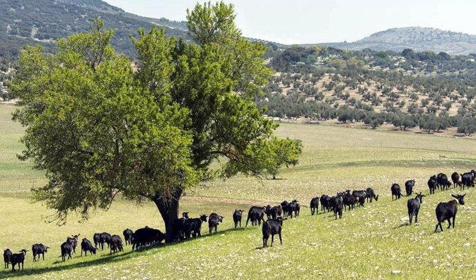 Archivo - Ganado pastando en el campo, en sistema de ganadería extensiva en 2020.