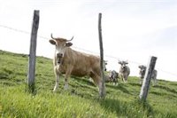 Cantabria ayudará a los ganaderos por la sequía y descarta "insuficiencia" de carne y leche
