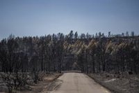 Cs pide convocar la Diputación Permanente de Les Corts y que comparezcan Bravo y Mollà para hablar de los incendios