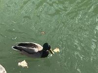 Confirmado un nuevo caso de gripe aviar en Torrejón, que se suma a los municipios con medidas preventivas