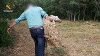 Investigado un ganadero riojano por maltrato animal hacia sus ovejas