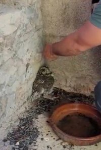 Rescatan a un búho en Torás que había sufrido quemaduras por el incendio