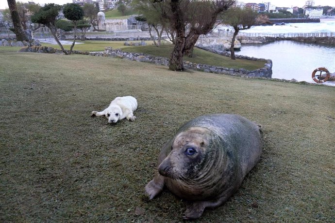 Archivo - Una cría de foca gris junto a su madre en el minizoo de La Magdalena