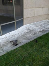 SEO/BirdLife lanza la campaña 'Aves y Cristales' para sensibilizar sobre la mortalidad de aves por colisión