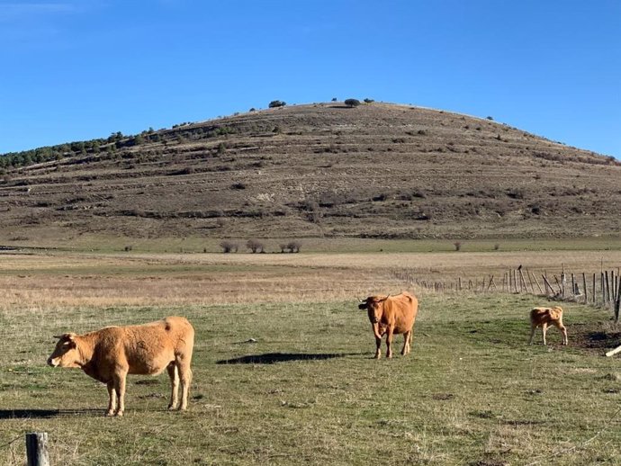 Campo, ganado.