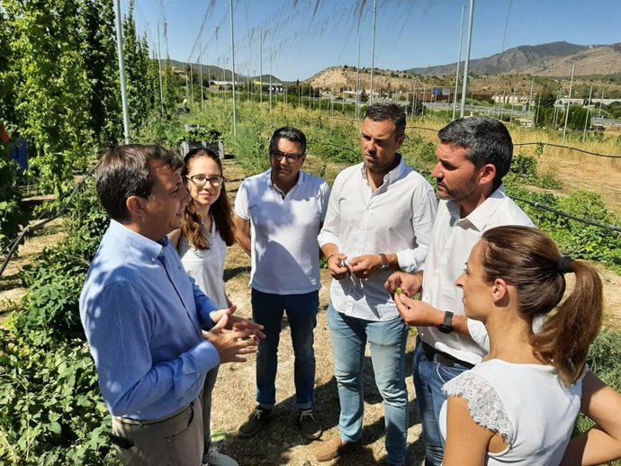 El consejero de Agua, Agricultura, Ganadería, Pesca, Medio Ambiente y Emergencias, Antonio Luengo, visita la recolección de lúpulo en una finca de Caravaca de la Cruz
