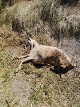 Una de las consecuencias del ataque de lobos en Camporredondo.