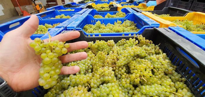 Uva cosechada en bodega de la denominación Bizkaiko Txakolina