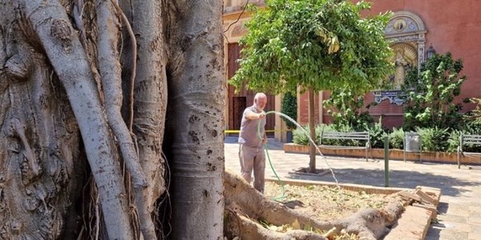 Riego practicado este fin de semana al ficus de San Jacinto, en Sevilla, por técnicos de Parques y Jardines.