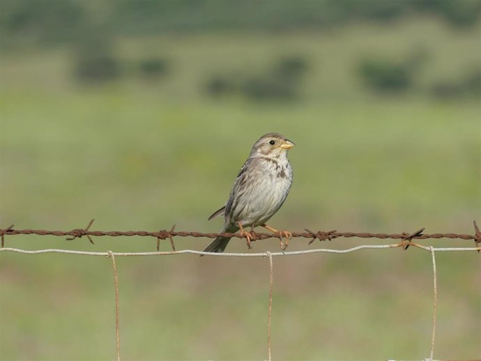 Especie de ave triguero, 'Emberiza calandra'