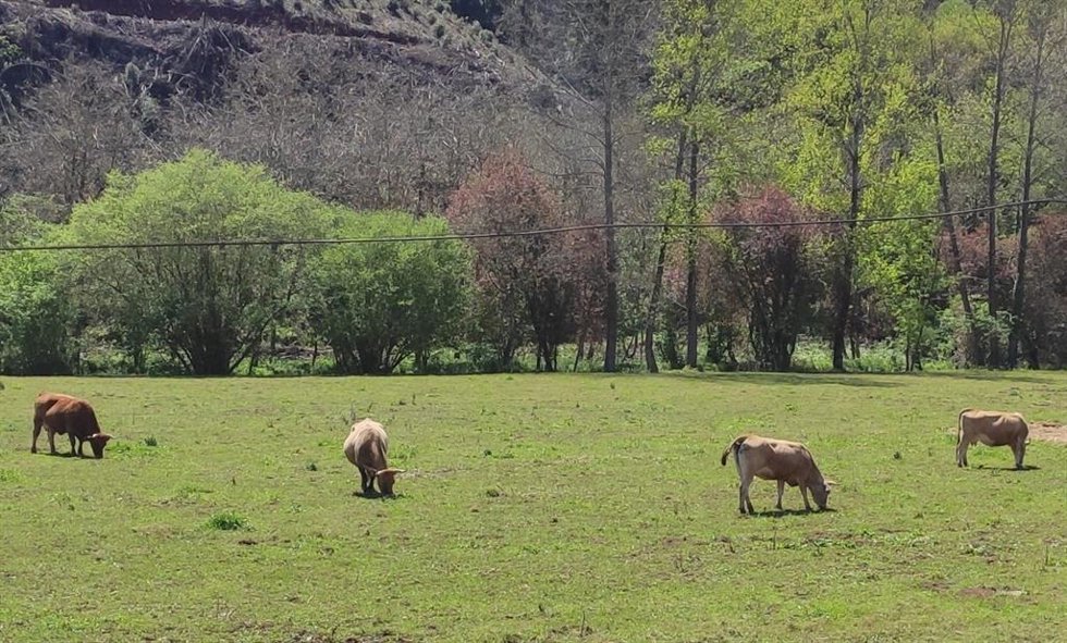 Archivo - Vacas de carne, ganadería, medio rural