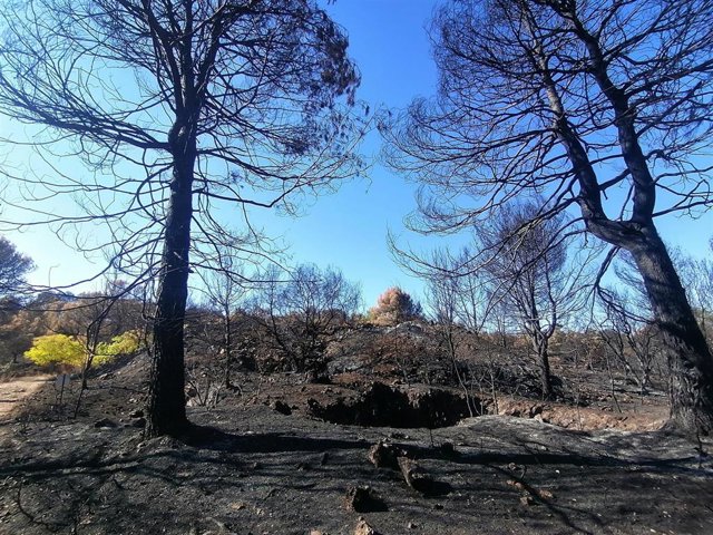 Imágenes de la zona de Vall d'Ebo tras quedar controlado el fuego de agosto de 2022