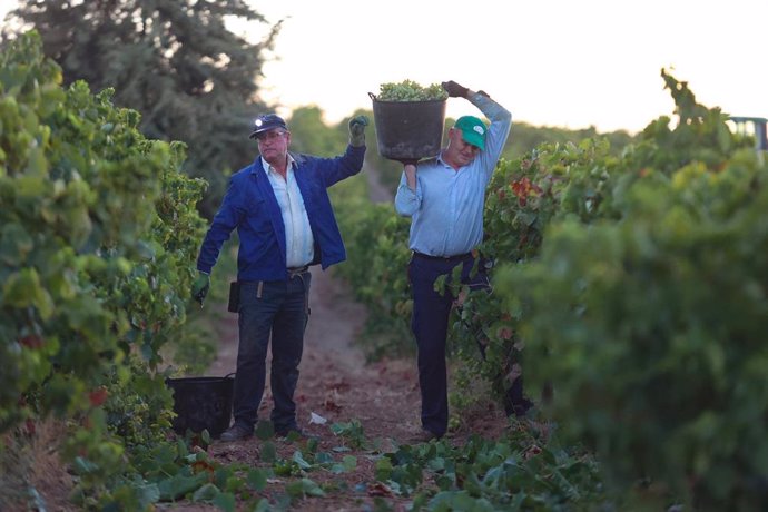 Dos vendimiadores recogen uvas para la temporada de vendimia 2022, en el viñedo de las bodegas de Francisco Salado, a 23 de agosto de 2022, en Carrión de los Céspedes, Sevilla (Andalucía, España).