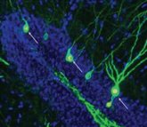 Foto: Devuelven la memoria a ratones con Alzheimer creando nuevas neuronas