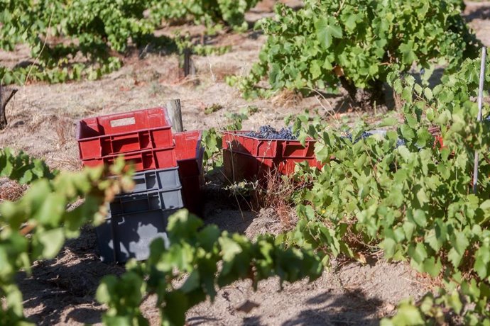 Uvas recogidas del campo