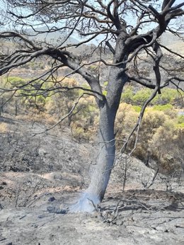 Fuego en el interior de un árbol en Jódar (Jaén)