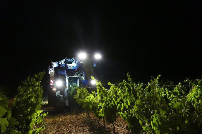 Archivo - Agricultura.- La vendimia finaliza en Rueda con 124,5 millones de kilos de uva y "excelentes" expectativas para la añada