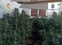 La Guardia Civil desmantela 13 plantaciones de marihuana en el casco antiguo de Mula y detiene a 24 personas