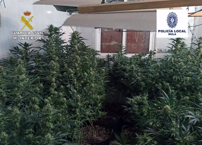 Plantas de marihuana aprehendidas en el marco de la operación 'Mizas'