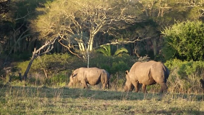 Así recortan los cuernos a los rinocerontes para salvarlos de los cazadores furtivos