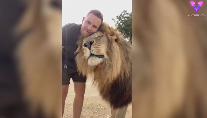 Este cuidador convive y juega con un enorme león: parece uno más de la manada
