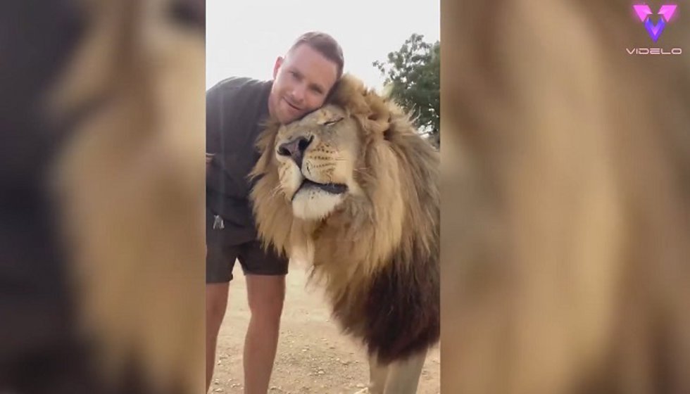 Este cuidador convive y juega con un enorme león: parece uno más de la manada
