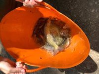 La Generalitat libera 1.500 ejemplares de peces autóctonos para recuperar su población