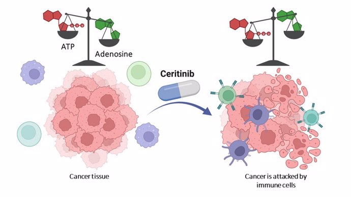 Las células cancerosas se rodean de una nube de adenosina, inhibiendo así el sistema inmunitario (izquierda). El ceritinib detiene la formación de adenosina. El ATP se acumula y activa las células inmunitarias (derecha).