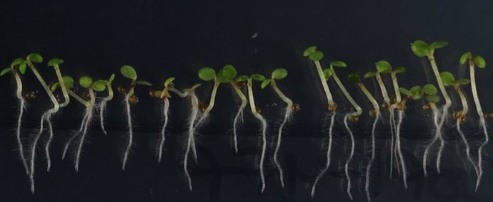 Imagen de plántulas de 'Arabidopsis' creciendo en condiciones de cultivo in vitro